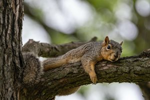 squirrel on tree branch